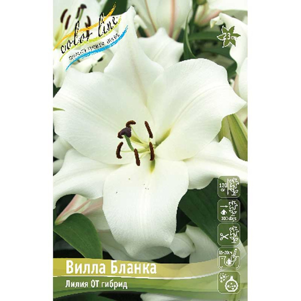 Лилия Вилла Бланка 12/14 25 шт Биг-пак 10555