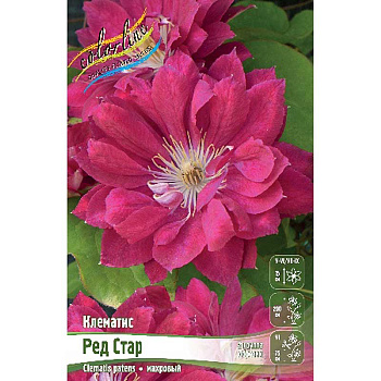 Клематис Ред Стар I 25 шт Биг-пак 1619 
