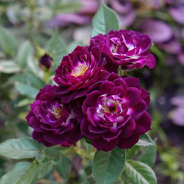 Роза миниатюрная Даймонд Айз Садовита