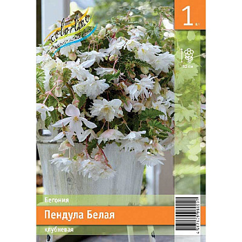 Бегония Пендула Белая 5/6 1 Эконом шт