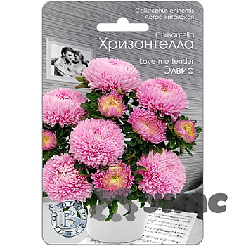 Астра Хризантелла Элвис Биотехника Ц 