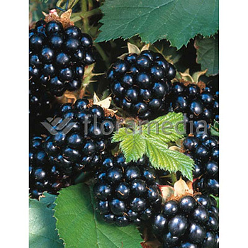 Ежевика кустистая Гималайя P9 шт