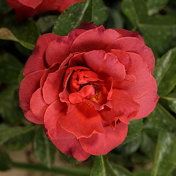 Роза флорибунда Хот шоколад Садовита