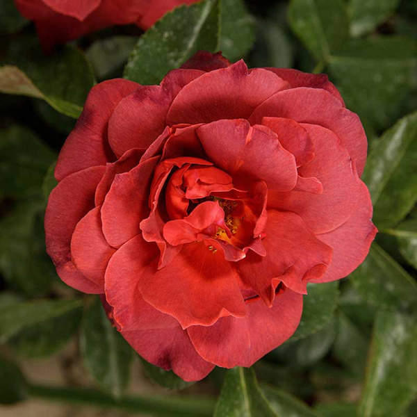 Роза флорибунда Хот шоколад Садовита