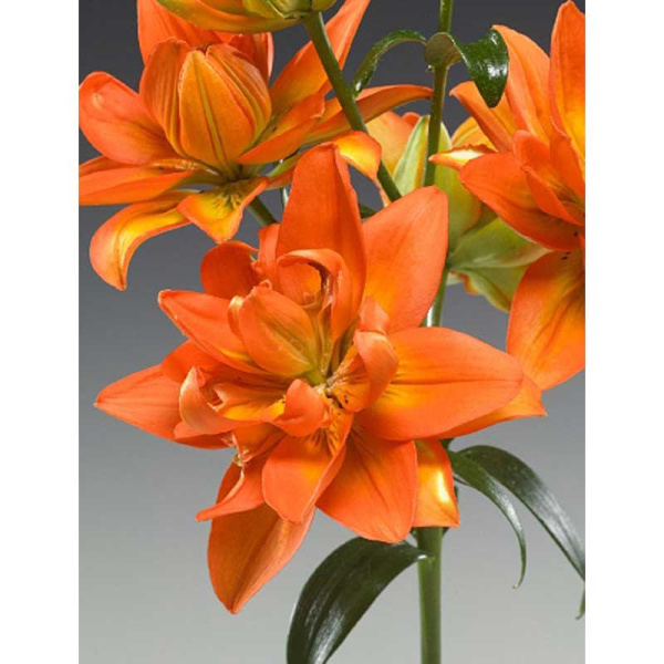 Лилия Халк 12/14 1 Эконом шт 