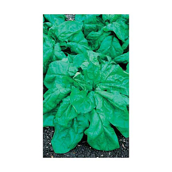 Шпинат Жирнолистный Марс Б