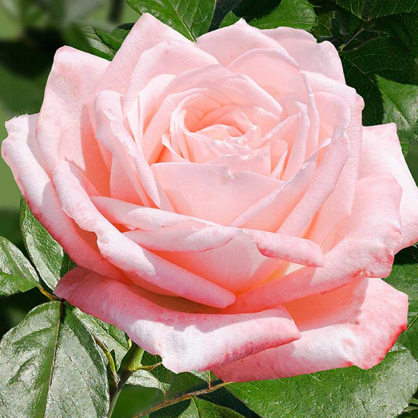 Роза чайно-гибридная Пикуба Садовита