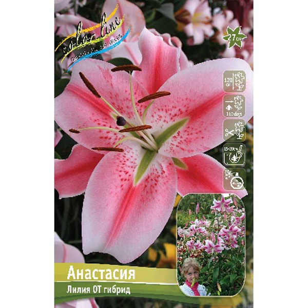 Лилия Анастасия 16/18 25 шт Биг-Пак 10613