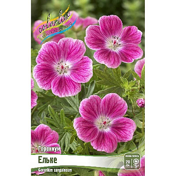 Гераниум Ельке I 1 шт