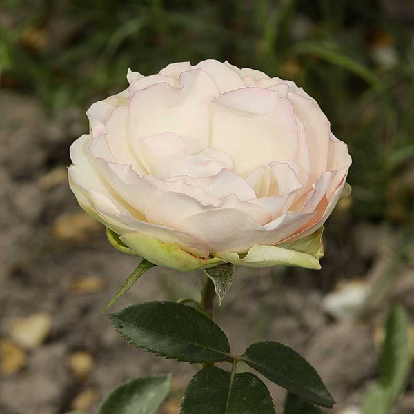 Роза флорибунда Стефани Баронин цу Гуттенберг Садо