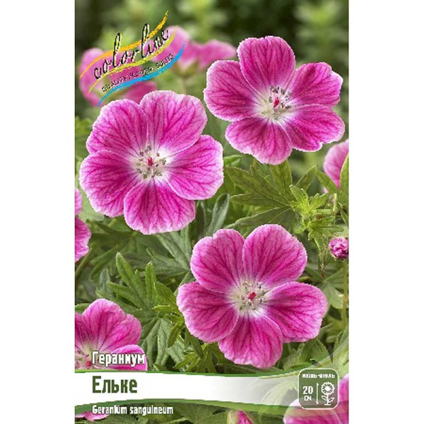 Гераниум Ельке I 1 шт