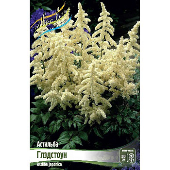 Астильба Глэдстоун 2/3 n 25 шт Биг-пак 6836
