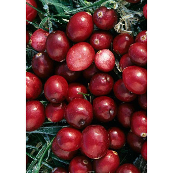 Клюква крупноплодная Кроули P9