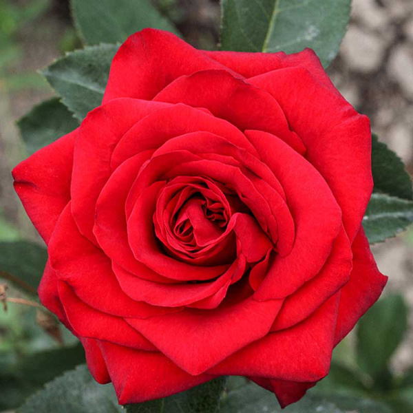 Роза чайно-гибридная Фридом Садовита