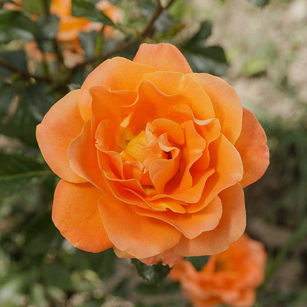 Роза флорибунда Памкин Патч Садовита