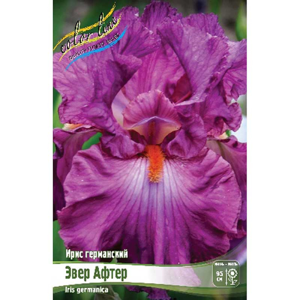 Ирис Германский Эвер Афтер I 25 шт Биг-пак 463