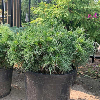 Сосна Веймутовая Грин Твист C4 20-25cm шт