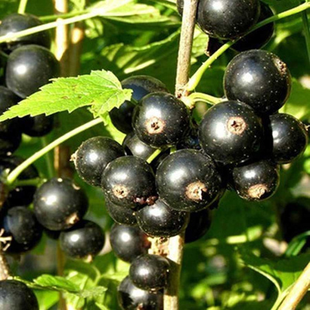 Смородина черная Ажурная Садовита