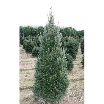 15922 Пихта Белая Пирамидалис C7,5 30-40cm ,шт