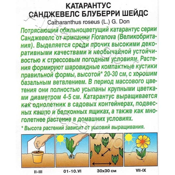 Катарантус Санджевелс блуберри шейдс Аэлита 