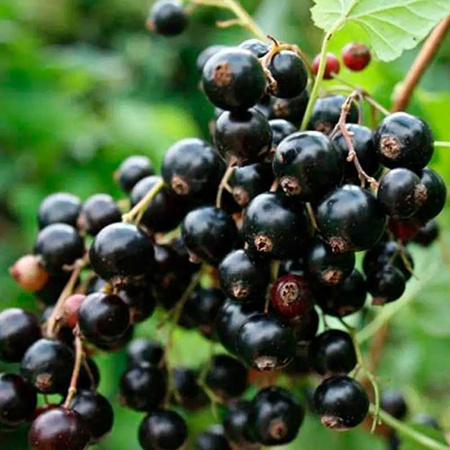 Смородина черная Гармония Садовита