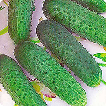 Огурец Мария (Франция) Каприс