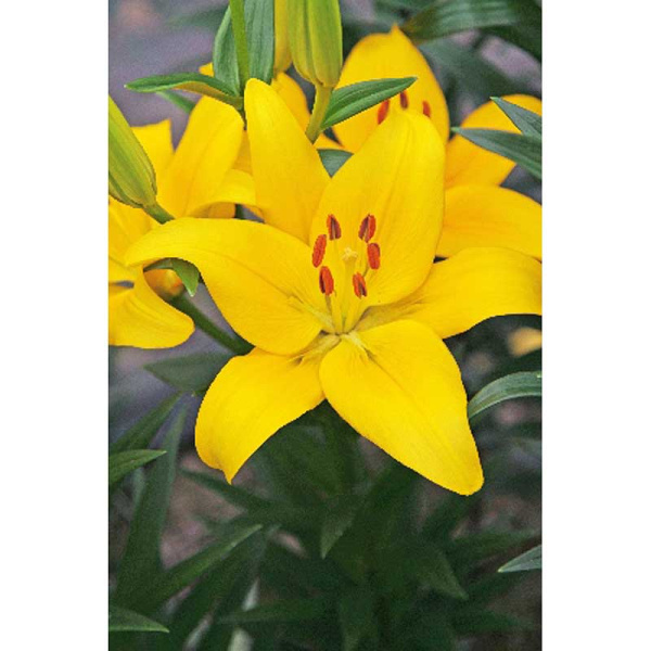 Лилия Йеллоу Каунти 12/14 2 Эконом шт 