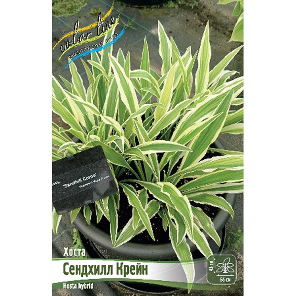 Хоста Сендхилл Крейн 1 n 25 шт Биг-пак 9739