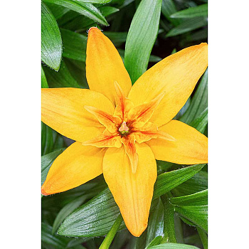 Лилия Голд Твин 12/14 5 шт Садовита