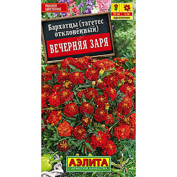 Бархатцы Вечерняя заря Аэлита Ц 