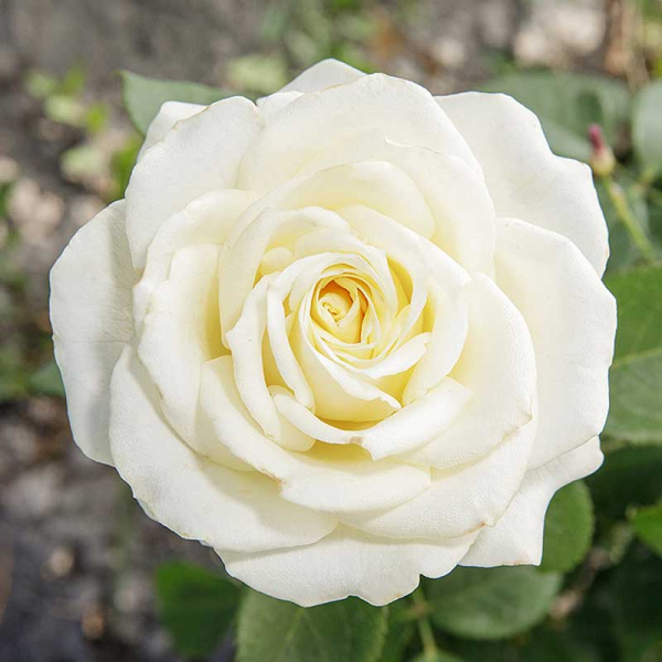 Роза чайно-гибридная Боинг Садовита