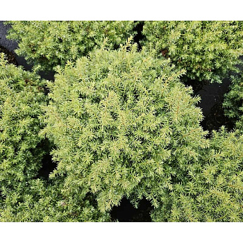 15866 Туя Западная Фореве Янг P9 ,шт