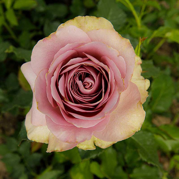 Роза флорибунда Монмартр Садовита