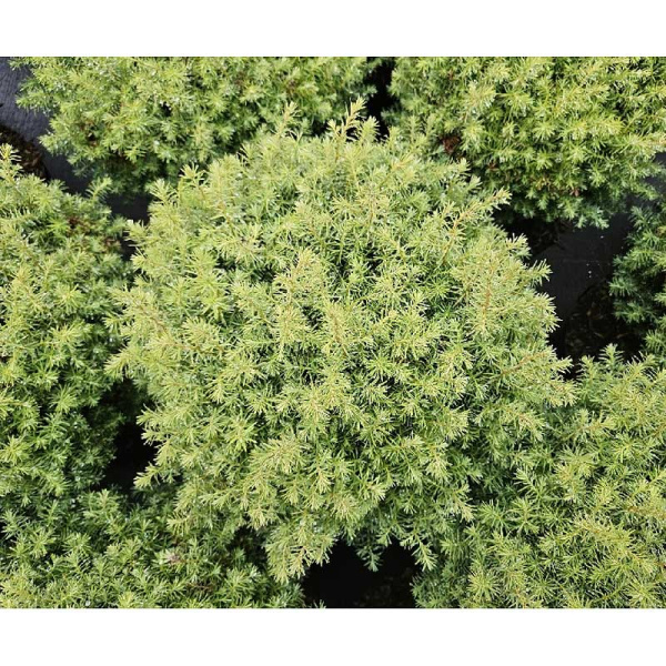 15866 Туя Западная Фореве Янг P9 ,шт