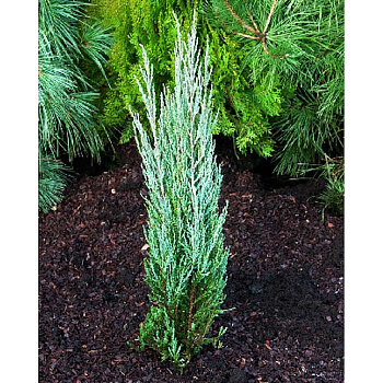 Можжевельник Скальный Скайрокет C2