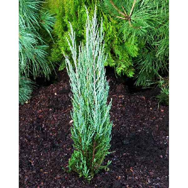 Можжевельник Скальный Скайрокет C2