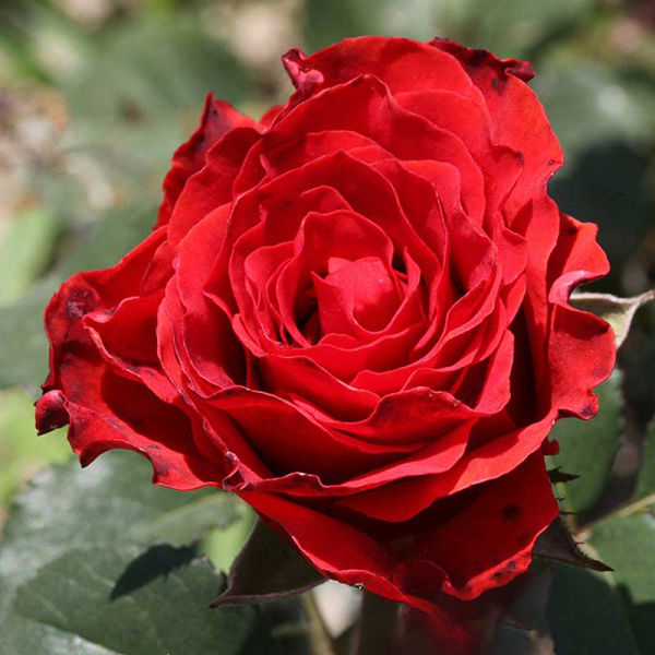 Роза чайно-гибридная (срезочная) Эль Торо Садовита