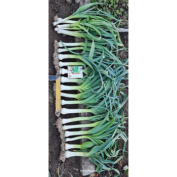 Лук порей Диво Дивное Марс Ц