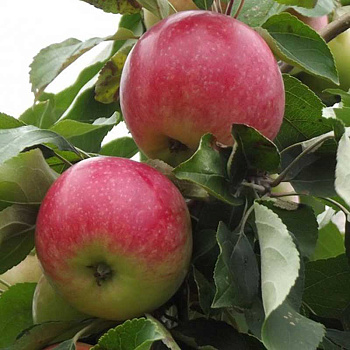 Яблоня на полукарликовом подвое Заветное Садовита