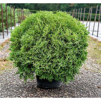 Туя Западная Тайни Тим C2 шт