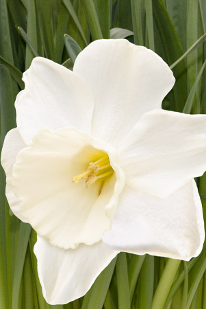 Sum9281 Шоу-Бокс Нарцисс Элвинс Войс 12/14 40 шт Садовита