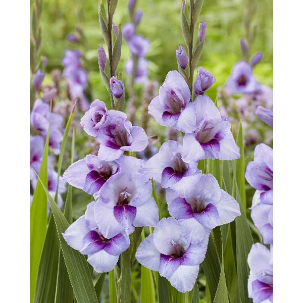 Гладиолус Тина 8/10 10 шт 