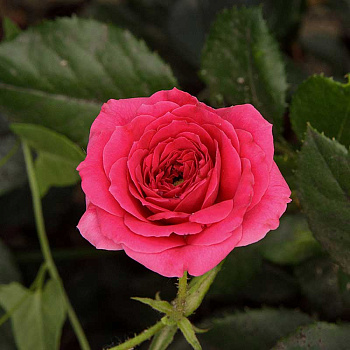 Роза спрей Хихо Садовита