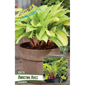 Хоста Липстик Кисс 1 n 15 шт Биг-Пак 1875 