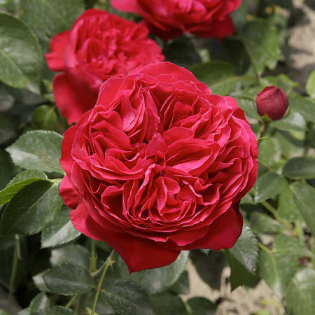 Роза шраб Эрик Таберли Садовита