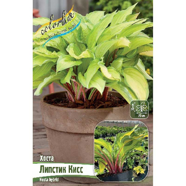 Хоста Липстик Кисс 1 n 15 шт Биг-Пак 1875 