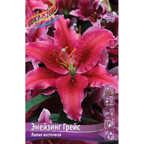 Лилия Эмейзинг Грейс 12/14 5 шт