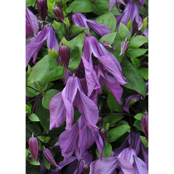 Клематис Память Сердца I 1 шт