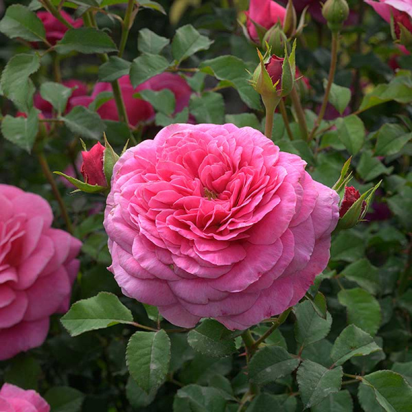 Роза Шраб Абдиэль Садовита