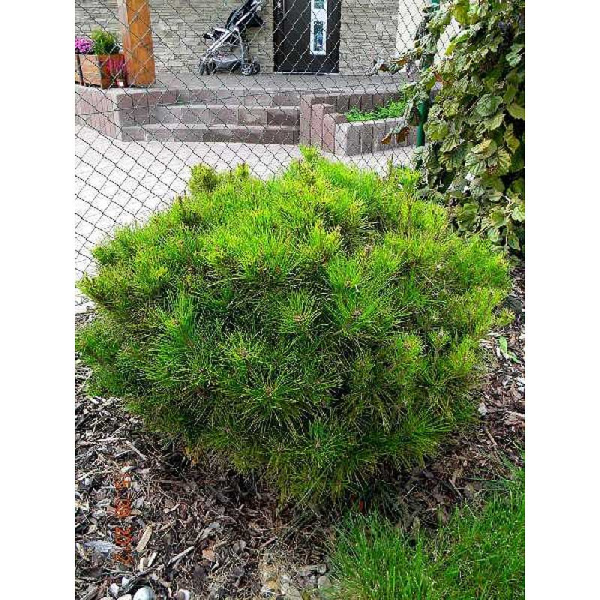 Сосна Густоцветковая Алис Веркаде C1.5